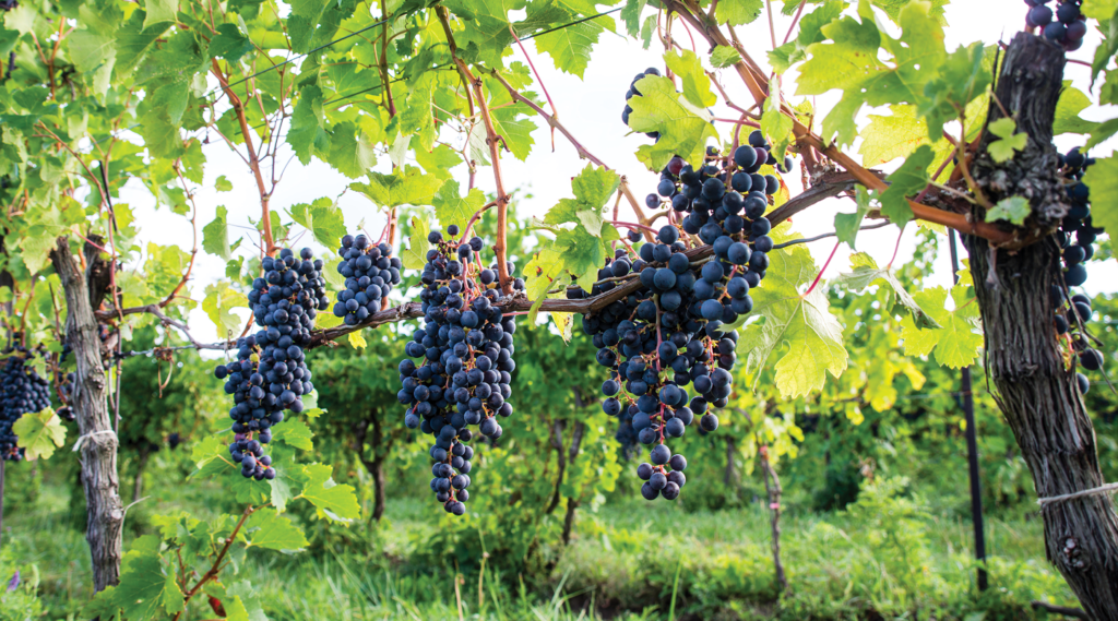 Clusters of dark grapes hanging from vines in a sunlit vineyard